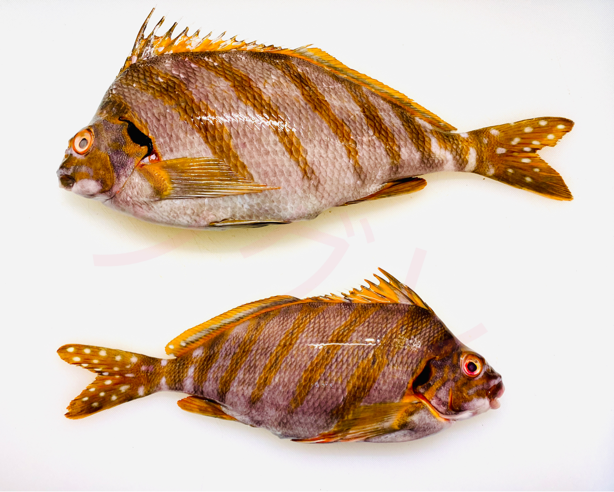 九游体育官网 -嫆n霉+鱖a(?'簨穾?k'p 