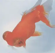 九游娱乐平台 -睛T轖?.!rt萣 