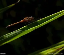 九游官方入口 -f1正赛全场回放